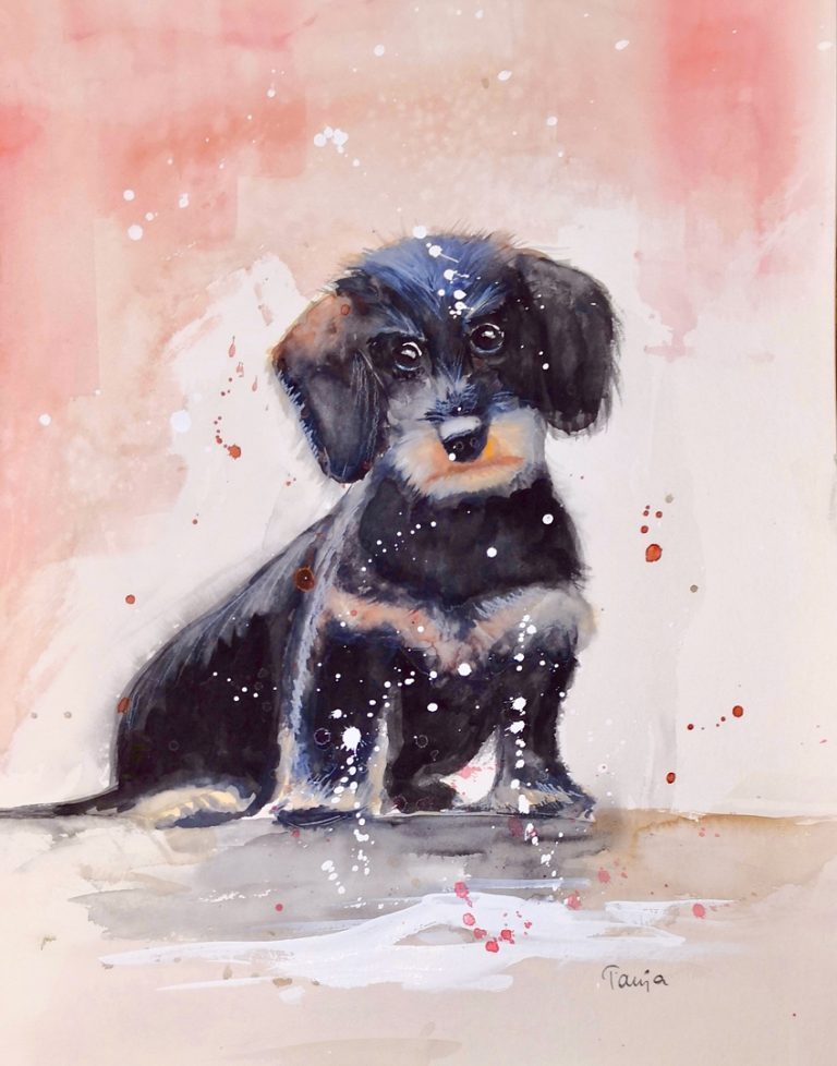 Dackel / Aquarell